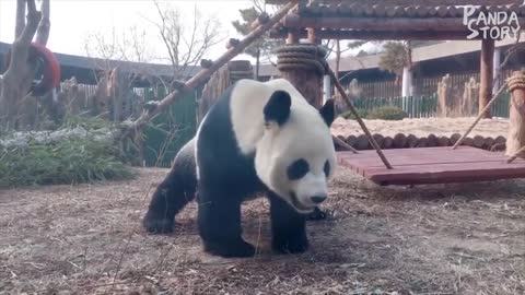 Panda Video