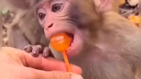 Funny monkey video 2021 best