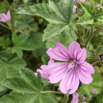 Malva Silvestris