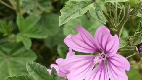 Malva Silvestris