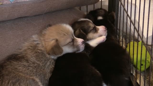 Cute dogs sleep together