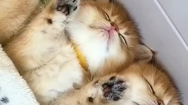 Lovely cats Funny Cats - Cute Cats -.#funny cats#Cute Cats