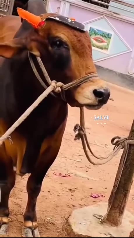 What has mankind become but pure demons.