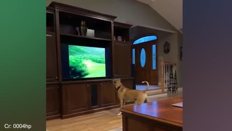 The Funniest Animal Videos 2024 😁 Funny Dogs and Cats are here to make you LAUGH