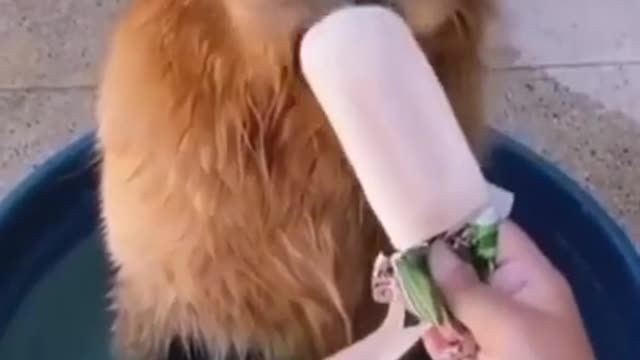 Funny moment dog eating a ice cream | Funny Clips