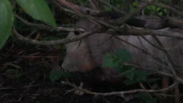 Opossum in Olathe, Kansas