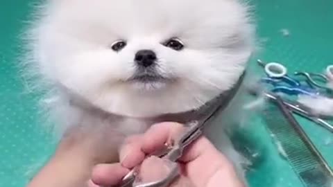 Comedy , funny and cute small dog 🐕