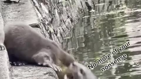 Otter parents try to coax pups into water at Botanic Gardens