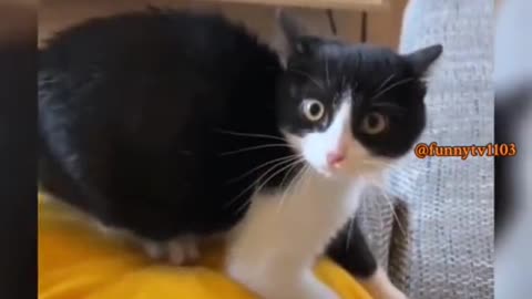 Feline Frolic: Adorable Cats Show Off Playful Antics! 🐾😺 #CatPlaytime #CuteKittens