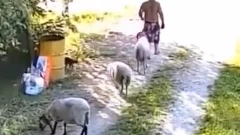 Even animal have a sense of humor 🤣🤣🤣🤣