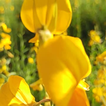 Beautiful Flower Nature Flower Amazing Beautiful Flower