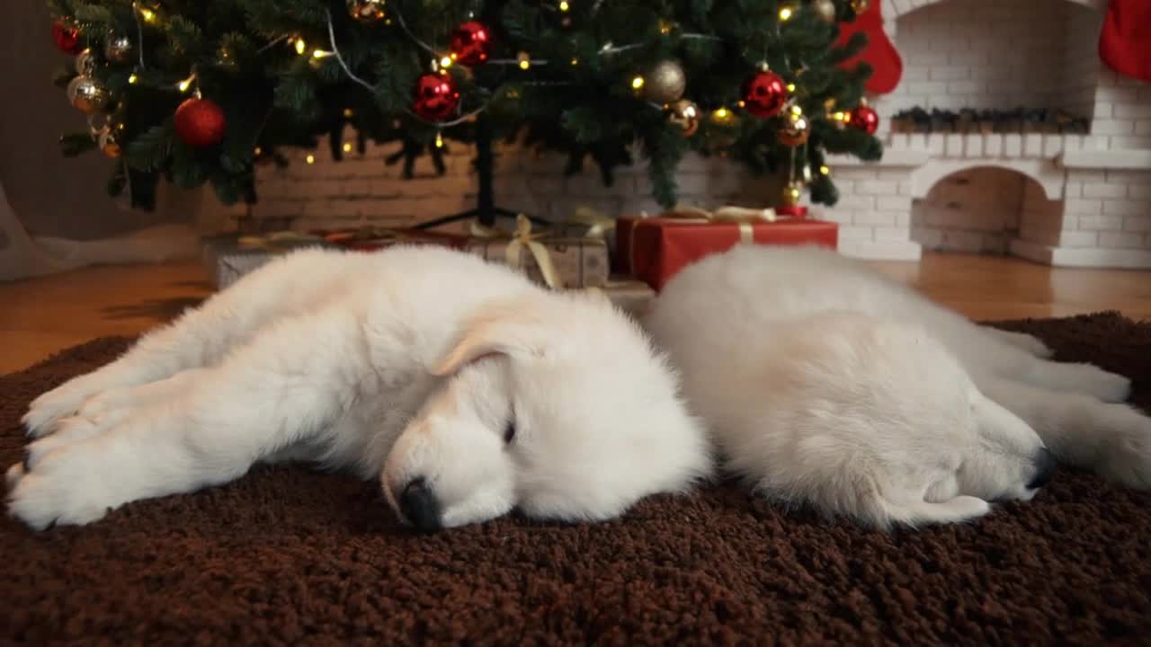 Beautiful white dog puppies sleeping under the Christmas tree