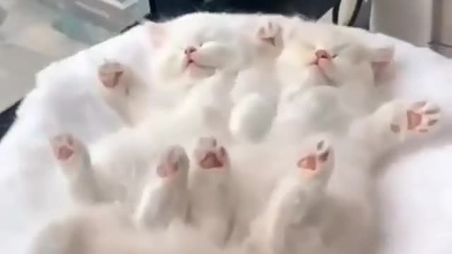 Cute kittens🥰❣️