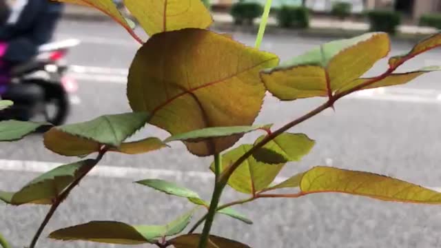 A solitary rose bud..