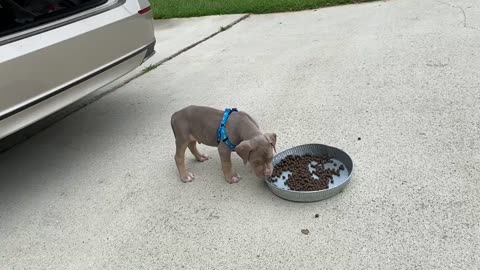 Cute Pitbull Food Aggressive (Gone Wrong)