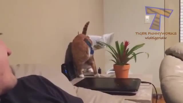 Cat funny movement