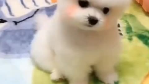 funny cute dogs#short