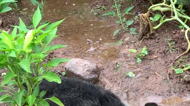 Duck Does a Dance in Puddle