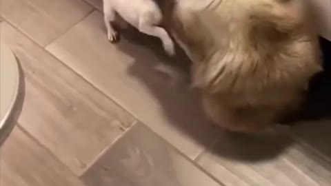 Dog funny viral #5
