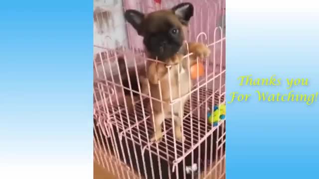2021 Funny Animals Compilation 1080p
