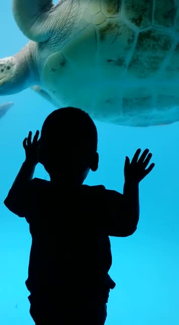 giant turtle project tamar vitoria / brazil