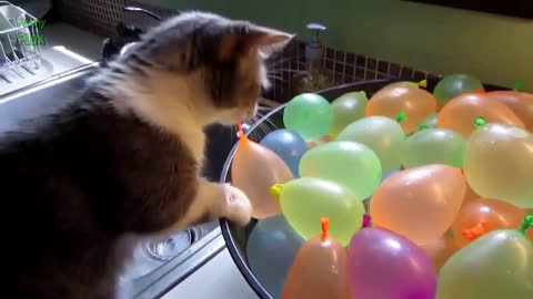 funny videos of kittens with balloon