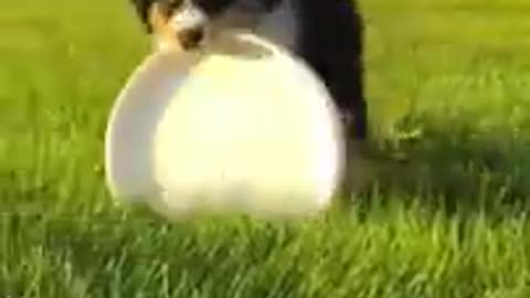 🐾 Funny Dog Moments: Guaranteed to Make You Smile! 🐶