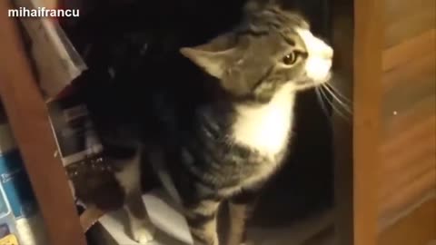 Funny Cats And Kittens Meowing Compilation