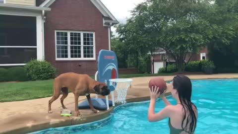 Blooper of Ball playing boxer