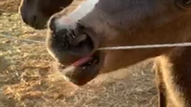 This foal is lucky the electric fence is turned off