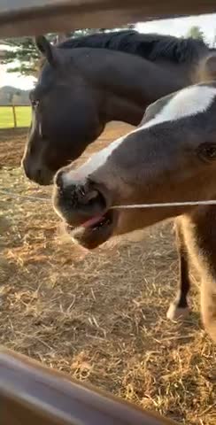 This foal is lucky the electric fence is turned off