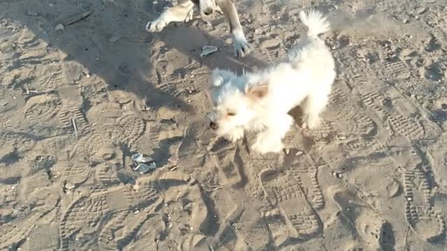 Two dogs playing together for the first time! Look at the mess.