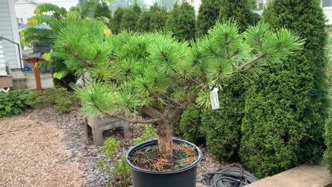 Japanese Red Pine Low Glow