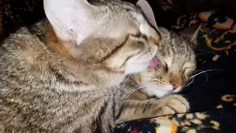 CAT DUET