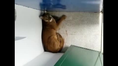 A boy in Brazil was roared by a cougar while he was using the toilet at school