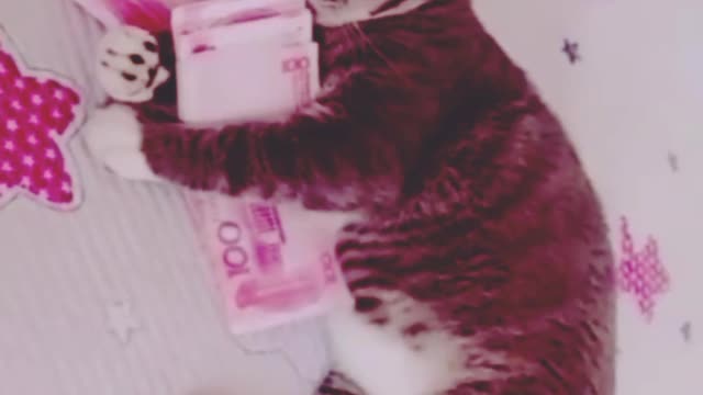 Baby cats - Super Cute Best Funny Cat - Cat save money and playing money