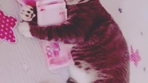 Baby cats - Super Cute Best Funny Cat - Cat save money and playing money