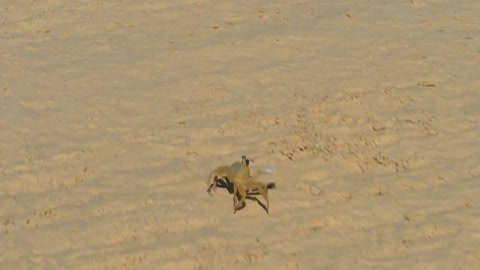 Crab on the Beach