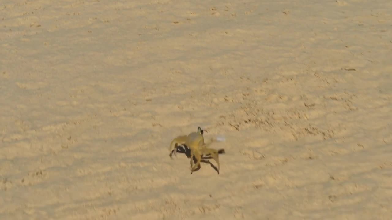 Crab on the Beach