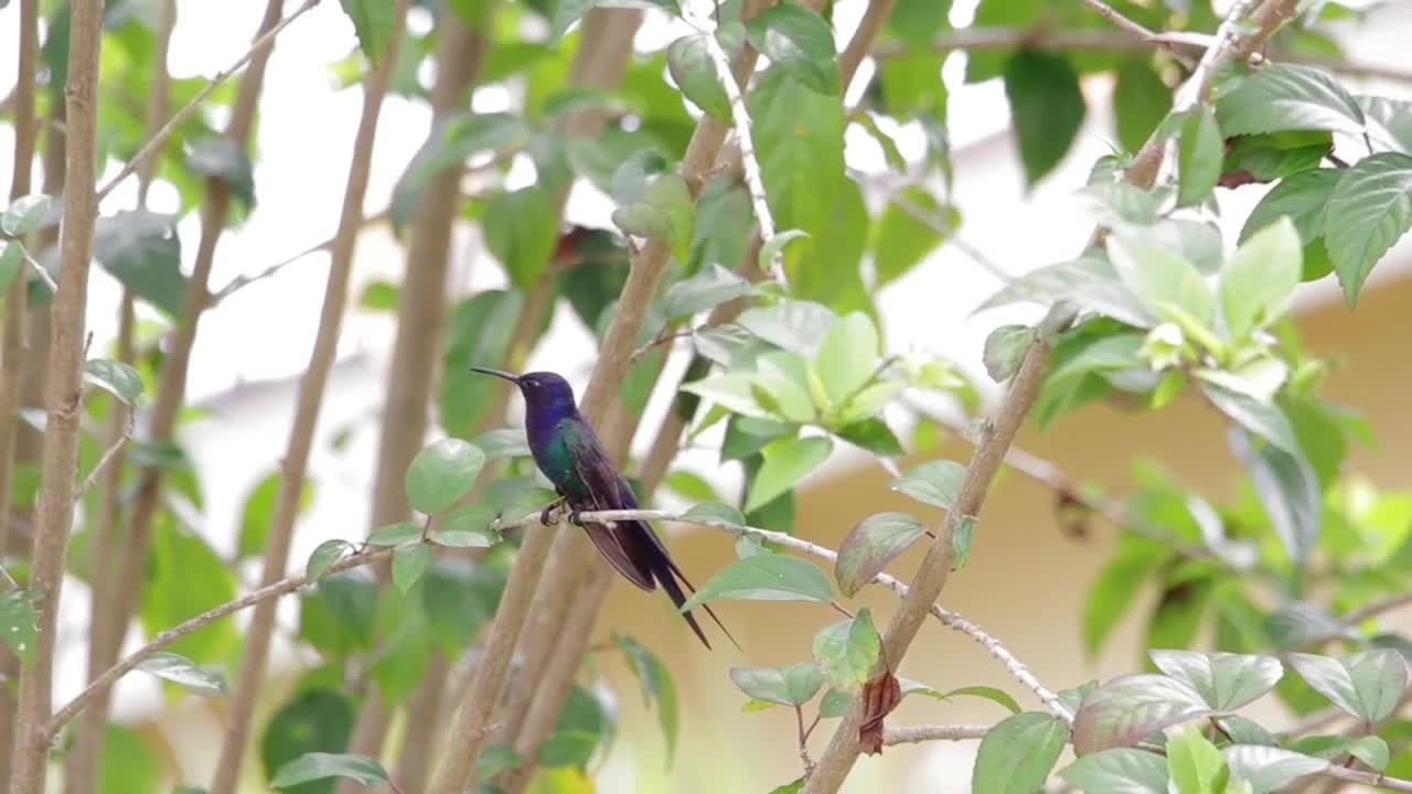 morning birds nice voice