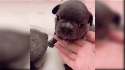 Funny dog accidentally bumps, so cute