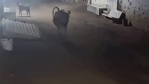 Cows and dogs rush to save themselves FROM LOSING LIONS in residential areas in western India 😳
