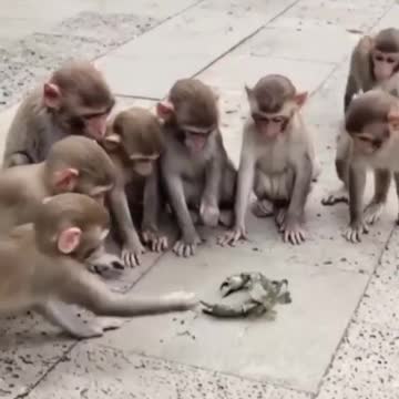 Macacos brincando com carangueijo.
