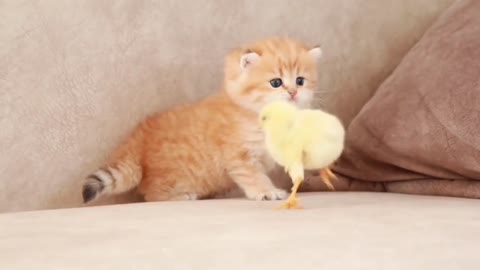 Friendly cute kittens and chicks