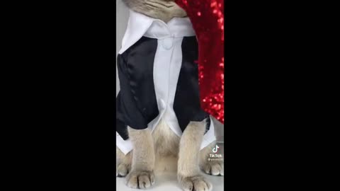 Trump Cat 🥰Cute Kitten & Funny Cat 🐈