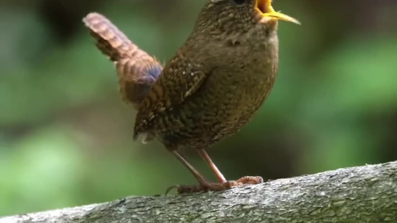 Beautiful and very Cute Eurasian Wren 🐦🐦