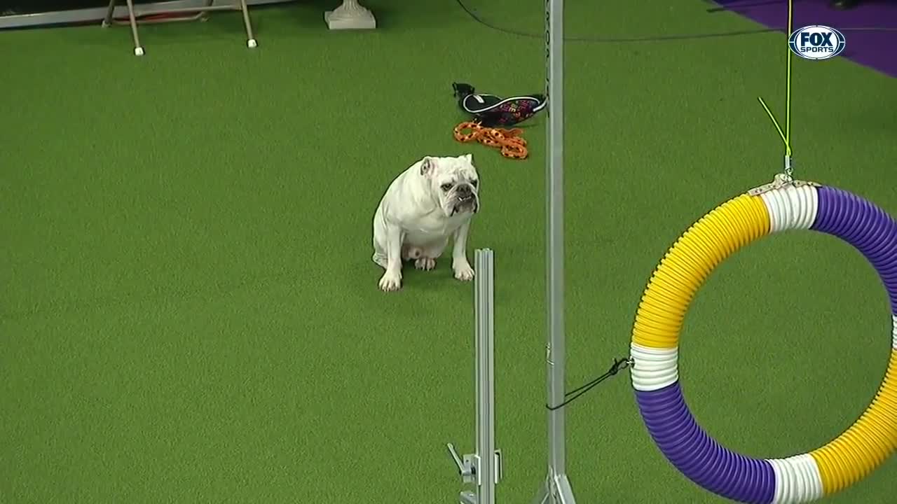 Watch Rudy the Bulldog crush the 2019 WKC Masters Agility course | FOX SPORTS