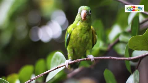 parrot Very beautiful parrot