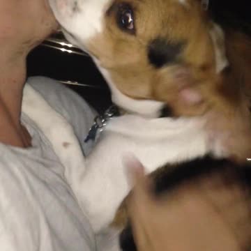 Excited Dog Honks Car Horn As Owner Comes Back From Store