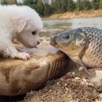 Nice Fish and cat